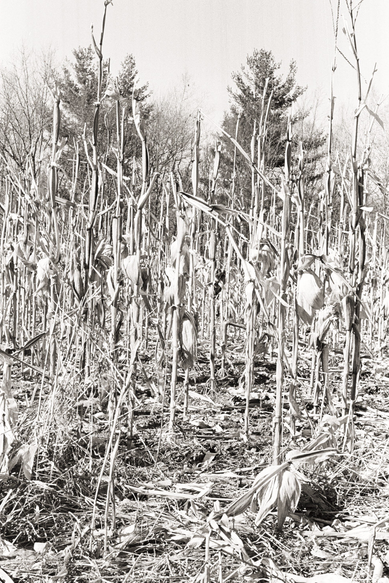 Illustration for article titled 2 rolls of tri-x 400
